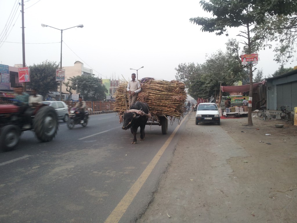 Buffalo, sugar cain Modinagar