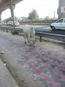 Cow Delhi