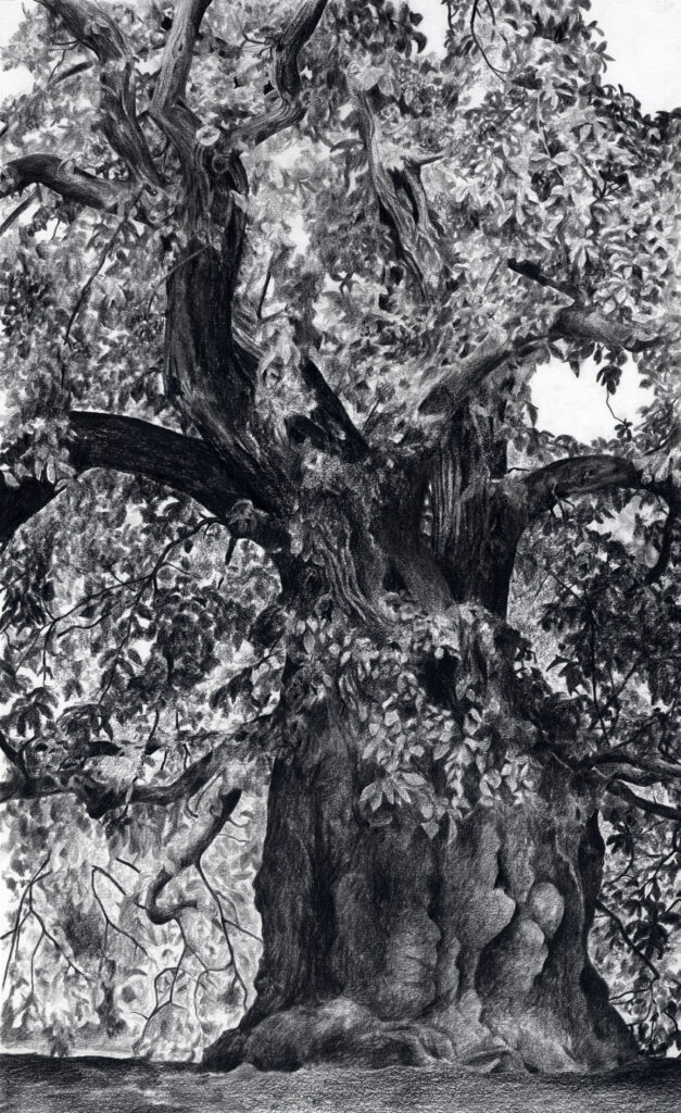 Eleanor Bedlow, Chestnut Tree, oil pencil on paper.